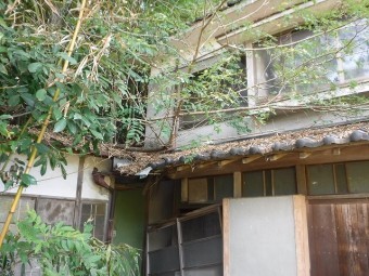 竹林から倒木