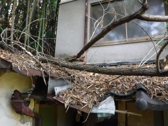 倒木拡大