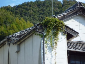 瓦の下まで草が入りこんでいる