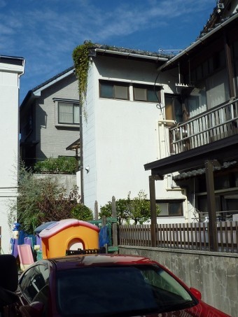 草が生えている屋根近くの遊具