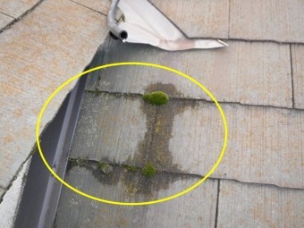 谷出口、苔あり