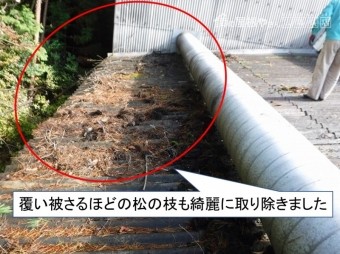 松の枝きれいに伐採
