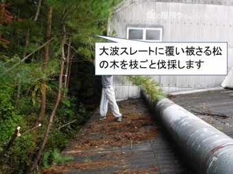 松の枝伐採