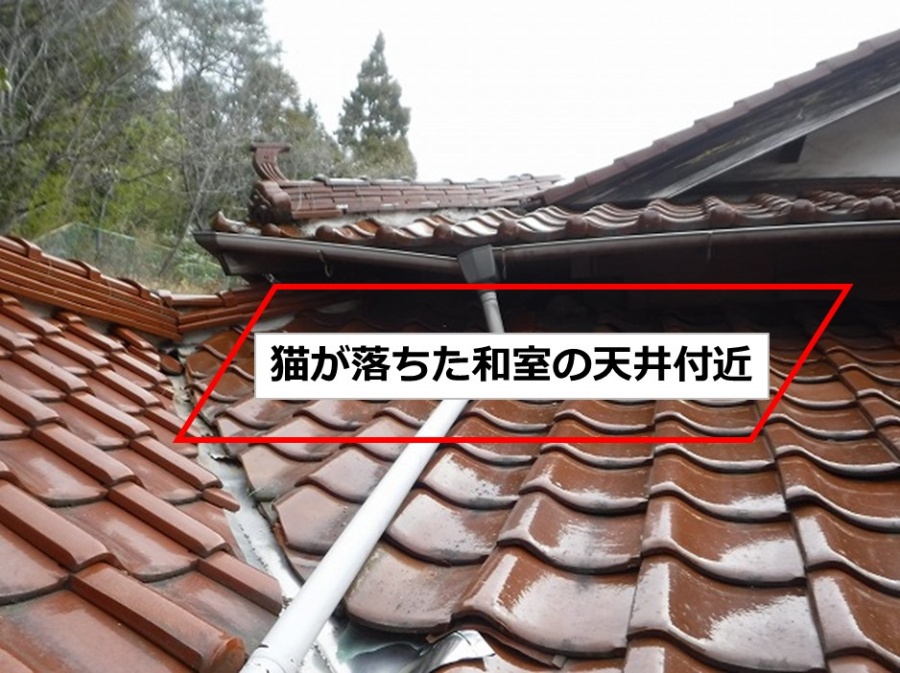 雨漏り屋根調査